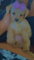 Chipoo Puppies for sale in Los Angeles, CA 90044, USA. price: NA