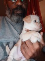 Chipoo Puppies for sale in Lake Elsinore, CA, USA. price: NA