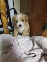 Chipoo Puppies for sale in Locust, NC 28097, USA. price: NA