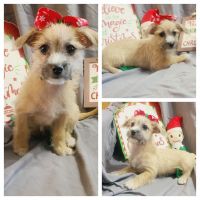 Chipoo Puppies for sale in Taylor, TX 76574, USA. price: NA