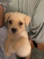 Chipoo Puppies for sale in Miami, FL, USA. price: NA
