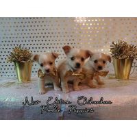 Chipoo Puppies for sale in Stockton, CA, USA. price: NA