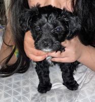Chipoo Puppies for sale in Chicago, IL, USA. price: NA