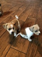 Chipoo Puppies for sale in Monroe, NC, USA. price: NA