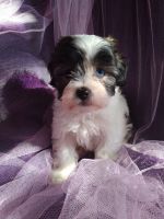 Chipoo Puppies for sale in Philadelphia, PA, USA. price: NA