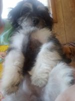 Chipoo Puppies for sale in Sparta, TN 38583, USA. price: NA