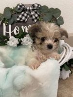 Chipoo Puppies for sale in Grabill, IN 46741, USA. price: NA