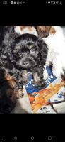 Chipoo Puppies for sale in Grundy, VA 24614, USA. price: NA