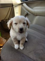 Chipoo Puppies for sale in Reidsville, NC 27320, USA. price: NA