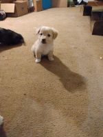 Chipoo Puppies for sale in Reidsville, NC 27320, USA. price: NA