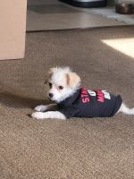 Chipoo Puppies for sale in Long Beach, CA 90805, USA. price: NA