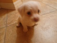 Chipoo Puppies for sale in Las Vegas, NV, USA. price: NA