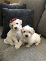 Chipoo Puppies for sale in Upland, CA, USA. price: NA
