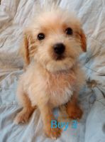 Chipoo Puppies for sale in Locust, NC 28097, USA. price: NA