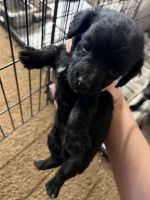 Chipoo Puppies for sale in Corinth, MS 38834, USA. price: NA