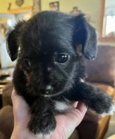 Chipoo Puppies for sale in Martinsville, IL 62442, USA. price: NA