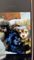 Chipoo Puppies for sale in Las Vegas, NV, USA. price: NA