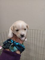 Chipoo Puppies for sale in Fairfield, CA, USA. price: NA