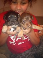 Chipoo Puppies for sale in Fairfield, CA, USA. price: NA