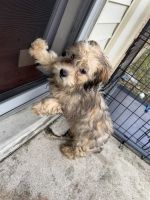 Chipoo Puppies for sale in Gretna, Louisiana. price: $1,000