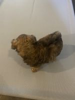 Chipoo Puppies for sale in Clarksville, Tennessee. price: $600