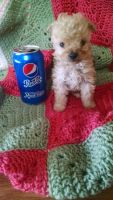 Chipoo Puppies for sale in Portland, OR, USA. price: NA