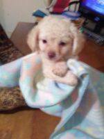 Chipoo Puppies for sale in Bedford Rd, Bedford, TX, USA. price: NA