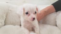 Chipoo Puppies for sale in Orange County, CA, USA. price: NA