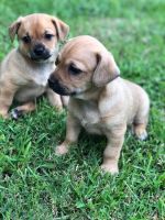 Chipoo Puppies for sale in Baton Rouge, LA, USA. price: NA