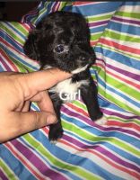 Chipoo Puppies for sale in Fleetwood, NC 28626, USA. price: NA