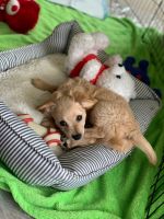 Chipoo Puppies for sale in Valdosta, GA, USA. price: NA