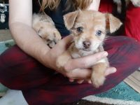 Chipoo Puppies for sale in Valley, WA 99181, USA. price: NA