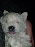 Chipoo Puppies for sale in Melrose Park, IL 60160, USA. price: NA