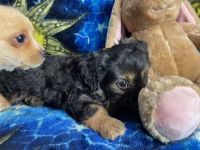 Chipoo Puppies for sale in Riverside, CA, USA. price: NA
