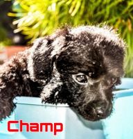 Chipoo Puppies Photos