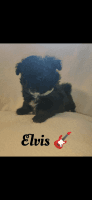 Chipoo Puppies for sale in Orlando, FL, USA. price: NA