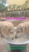 Chippiparai Puppies for sale in Thiruvallur, Tamil Nadu 602003, India. price: 6 INR