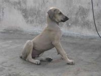 Chippiparai Puppies for sale in Coimbatore, Tamil Nadu, India. price: 4500 INR