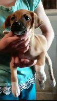 Chiweenie Puppies for sale in Caneyville, KY 42721, USA. price: NA