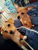 Chiweenie Puppies for sale in Sacramento, CA, USA. price: NA