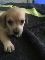 Chiweenie Puppies for sale in Phoenix, AZ 85009, USA. price: NA