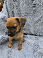 Chiweenie Puppies for sale in Altamonte Springs, FL, USA. price: NA