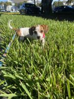 Chiweenie Puppies for sale in Cooper City, FL, USA. price: NA