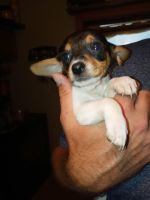Chiweenie Puppies for sale in Indianapolis, IN, USA. price: NA
