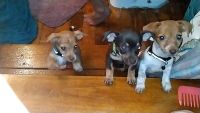 Chiweenie Puppies for sale in Wadesboro, NC, USA. price: NA