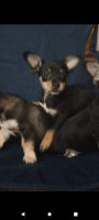 Chiweenie Puppies for sale in Houston, TX, USA. price: NA