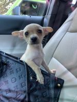 Chiweenie Puppies for sale in Addison, TX, USA. price: NA