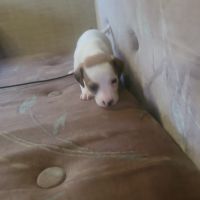 Chiweenie Puppies for sale in Niles, MI 49120, USA. price: NA