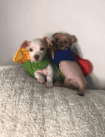 Chiweenie Puppies for sale in Albuquerque, NM, USA. price: NA