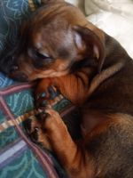 Chiweenie Puppies for sale in Tobaccoville, NC, USA. price: NA